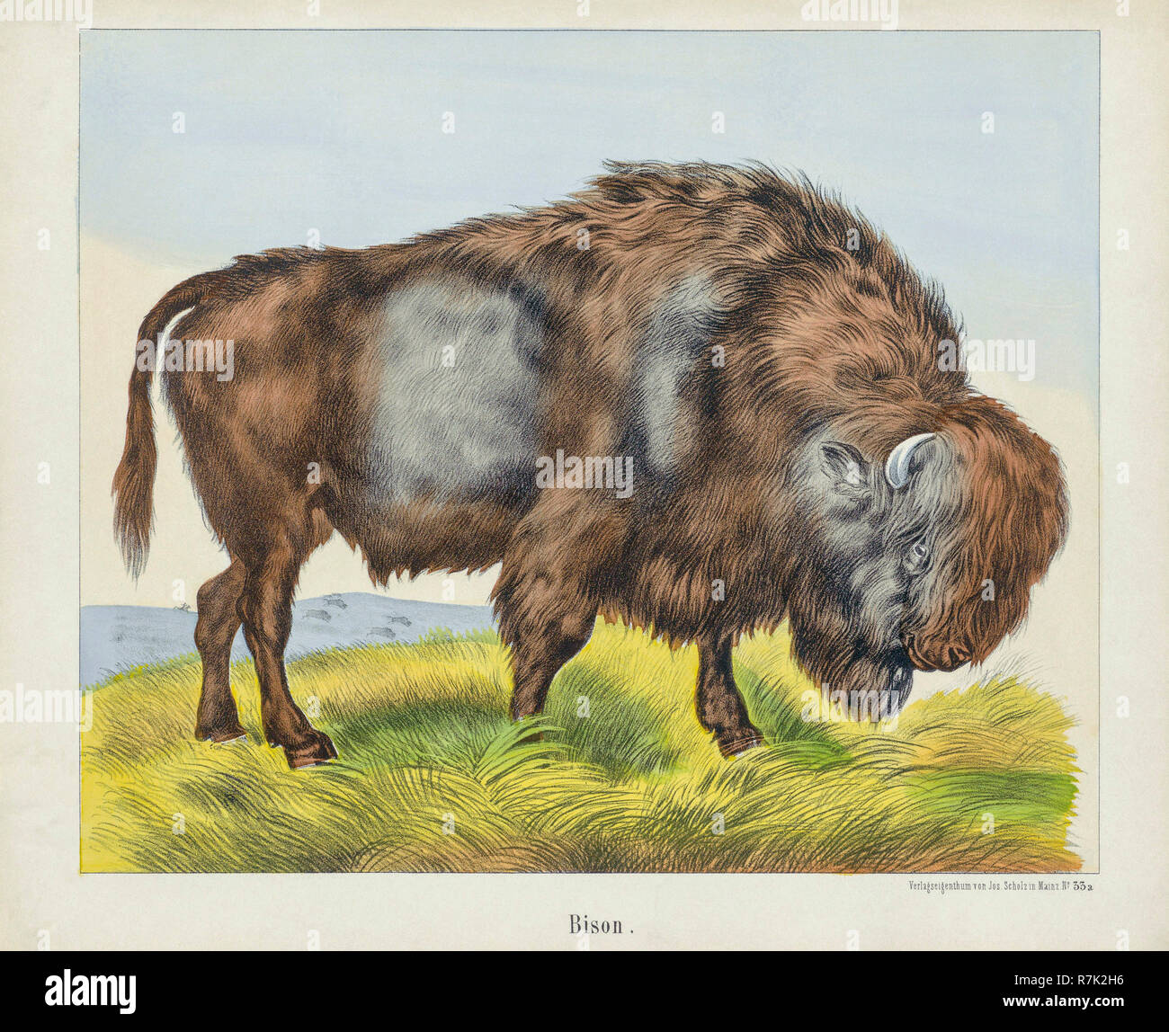 Bison b Fotos und Bildmaterial in hoher Auflösung Alamy