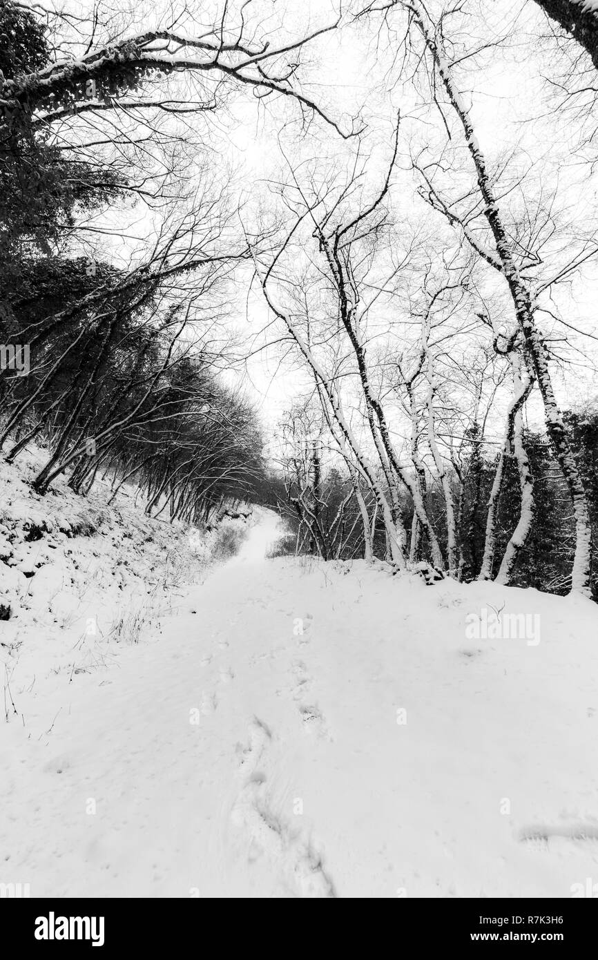 Ein Pfad in der Mitte des Holzes von Schnee bedeckt, mit Spuren im Vordergrund. Stockfoto