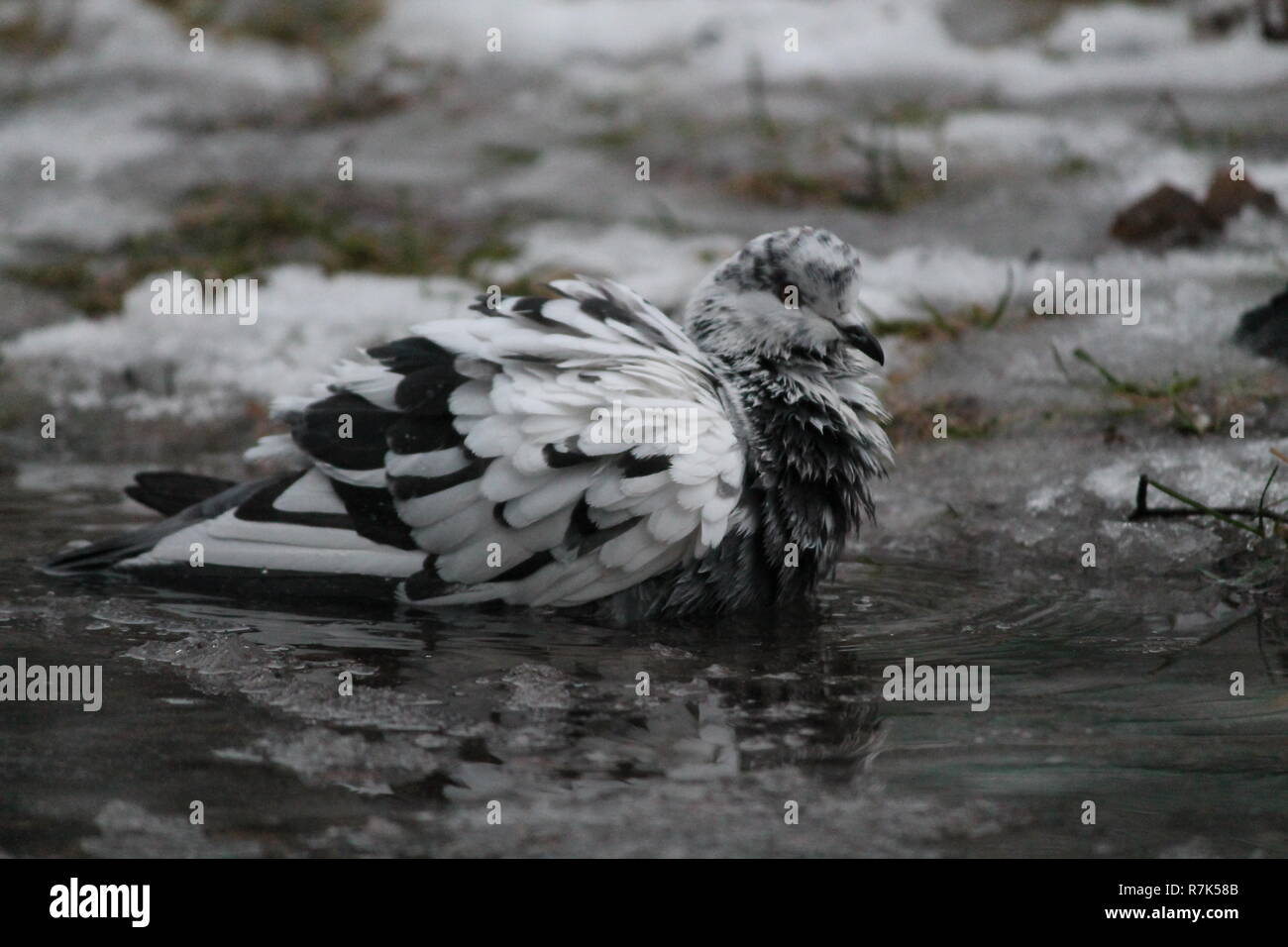 Taube Vogel kaltes Bad im Eiswasser nehmen im Winter Tag Stockfoto