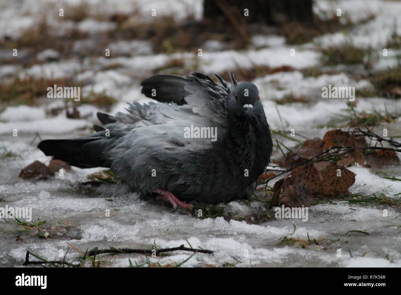 Taube Vogel kaltes Bad im Eiswasser nehmen im Winter Tag Stockfoto