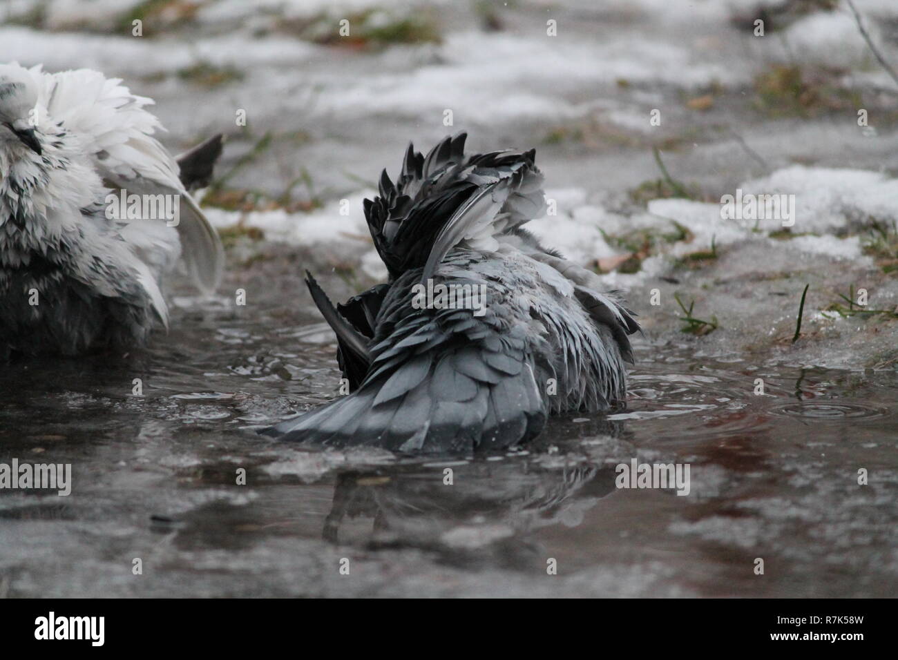 Taube Vogel kaltes Bad im Eiswasser nehmen im Winter Tag Stockfoto