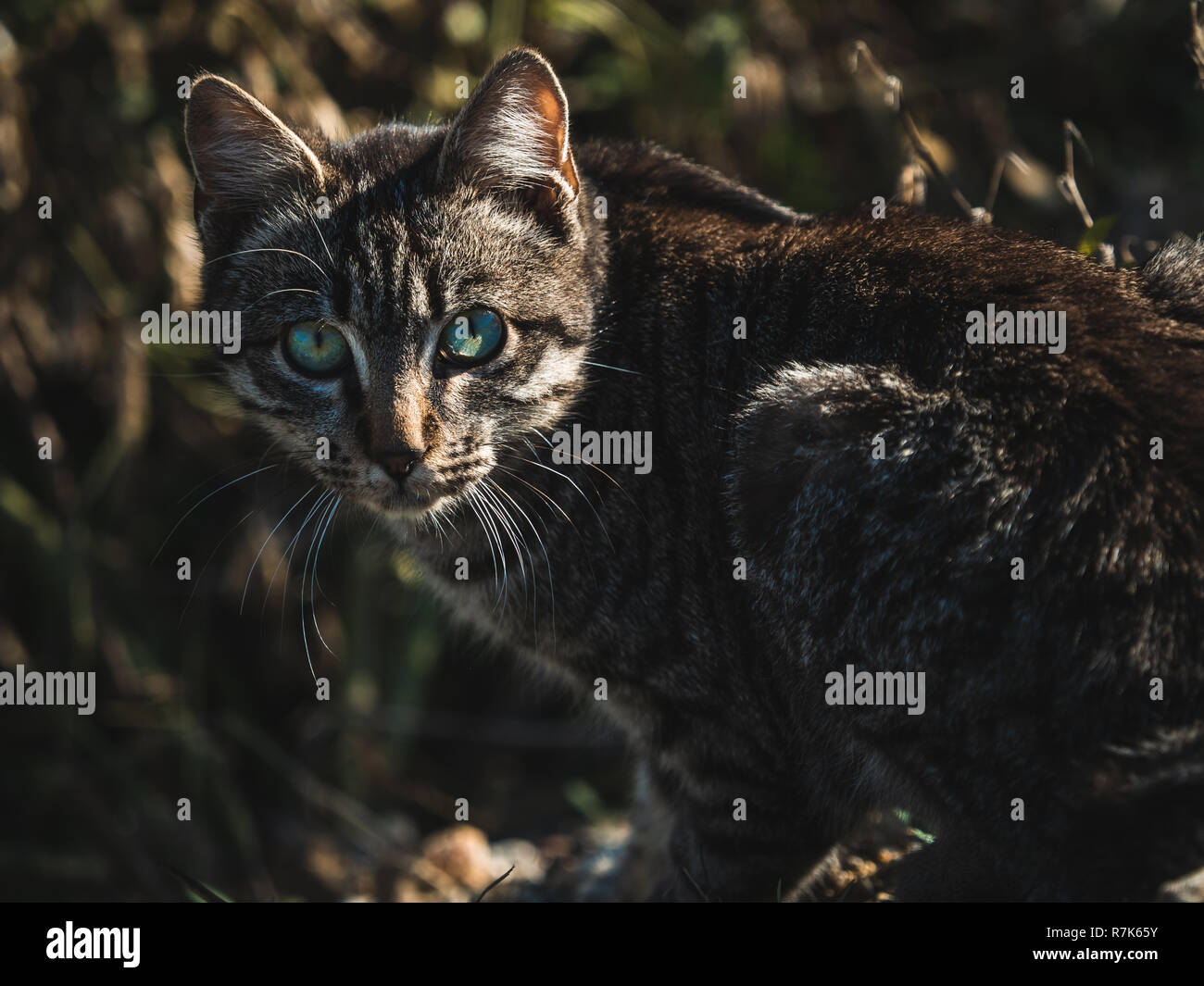 Katze mit blauen Augen Stockfoto