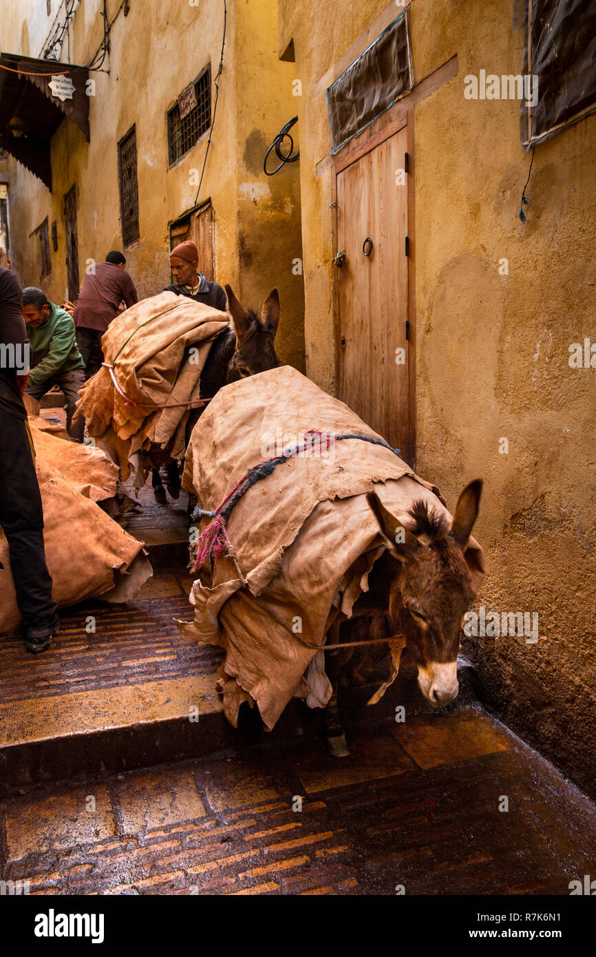 Marokko, Fes, Chaouwara Gerbereien, pack Pferde, die Last der Lederhäute für das Bräunen in der schmalen Gasse Stockfoto