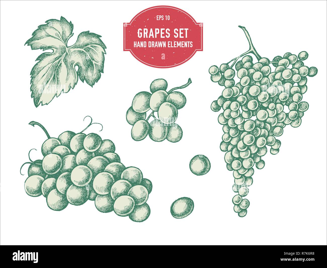 Vektor Sammlung von Hand gezeichneten Pastell Trauben Stock Vektor