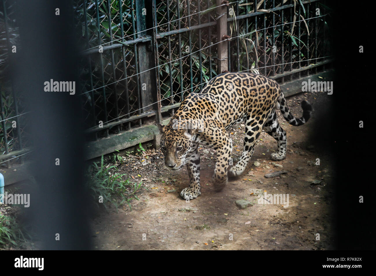 Tier im Zoo Gefangenschaft: Jaguar, die größte Katze in Nord- und Südamerika. Solitär, gewaltige Predator Tiere, muskulösen Körperbau, tiefe Brust, großer Kopf, Stockfoto