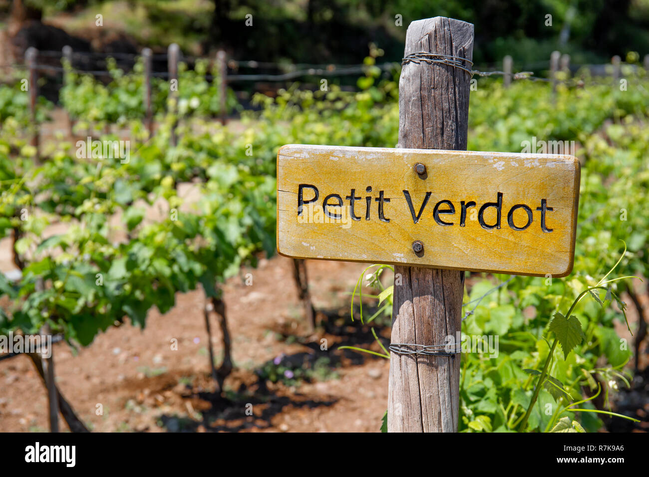 PETIT VERDOT Wein im Weinberg. Weinberg landcape Stockfoto