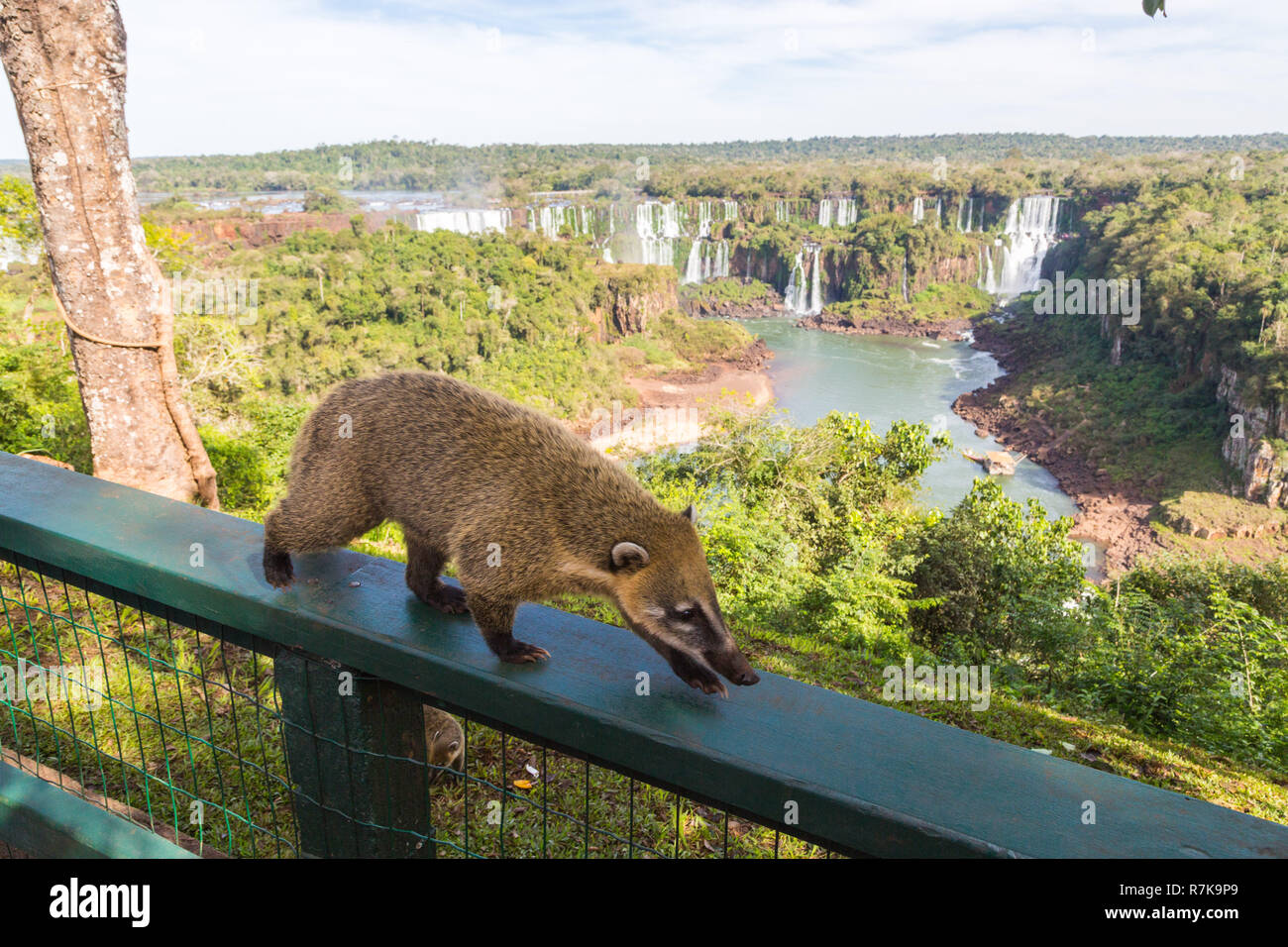 Wild Nasenbär (NASUA) posiert auf der brasilianischen Seite der Iguazu Falls National Park. Argentinische Seite der Iguazu Wasserfälle im Hintergrund, Winter, bewölkter Himmel Stockfoto Wild Nasenbär (NASUA) posiert auf der brasilianischen Seite der Iguazu Falls National Park. Argentinische Seite der Iguazu Wasserfälle im Hintergrund, Winter, bewölkter Himmel Stockfoto