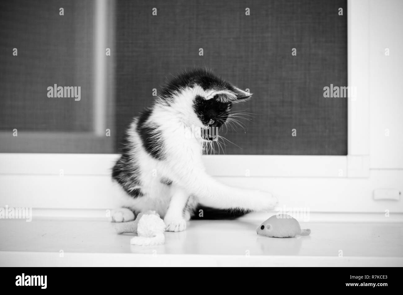 Adorable Schwarz und Weiß kleine katze Haustier spielen auf dem Fenster mit künstliche Maus Spielzeug Stockfoto