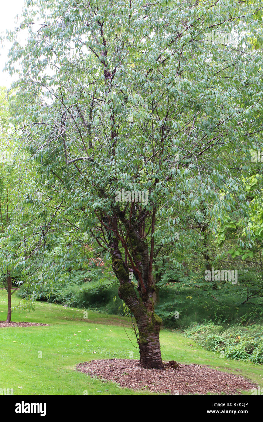 Eine tibetische Kirschbaum am Washington Park Arboretum in Seattle, Washington, wachsende Stockfoto