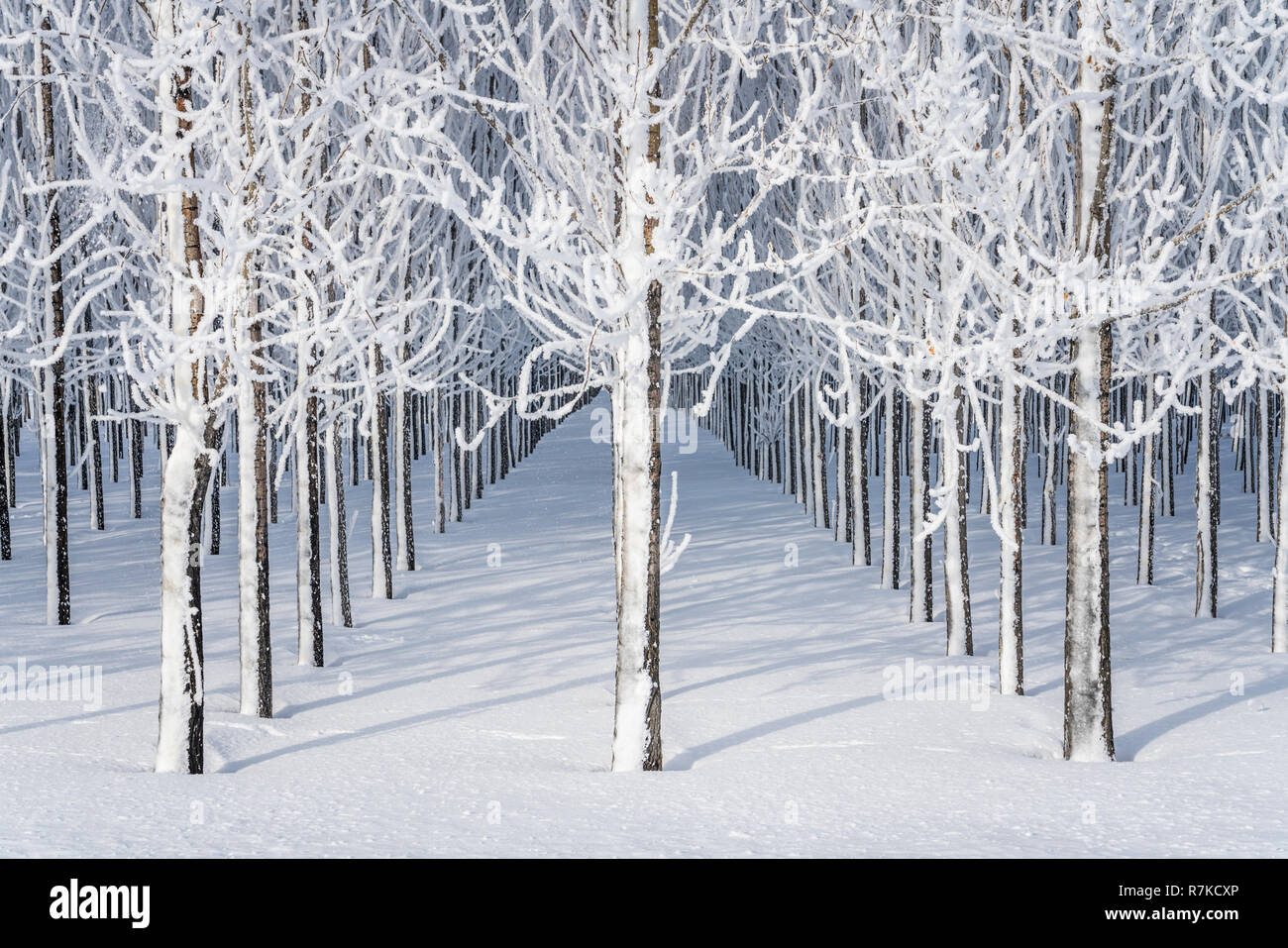 Winter Reif auf den Bäumen in der Nähe von Winkler, Manitoba, Kanada. Stockfoto