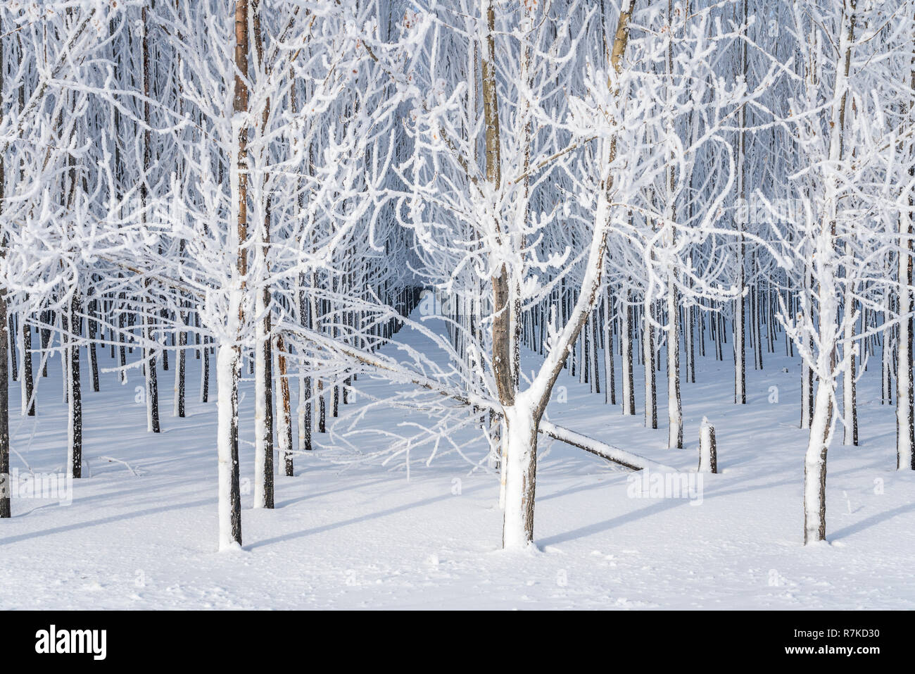 Winter Reif auf den Bäumen in der Nähe von Winkler, Manitoba, Kanada. Stockfoto