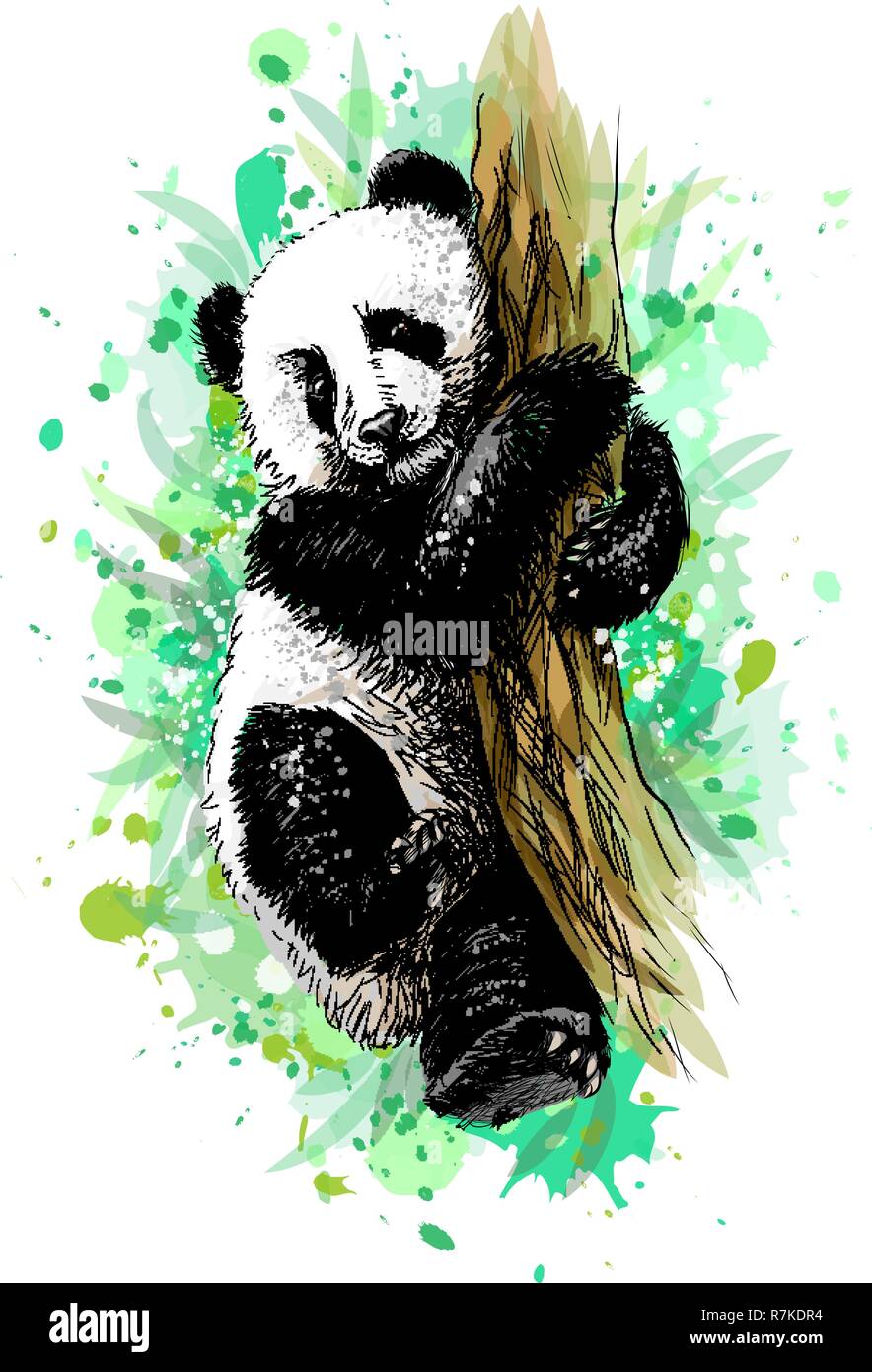 Panda baby Cub sitzen auf einem Baum von einem Splash von Aquarell Stock Vektor