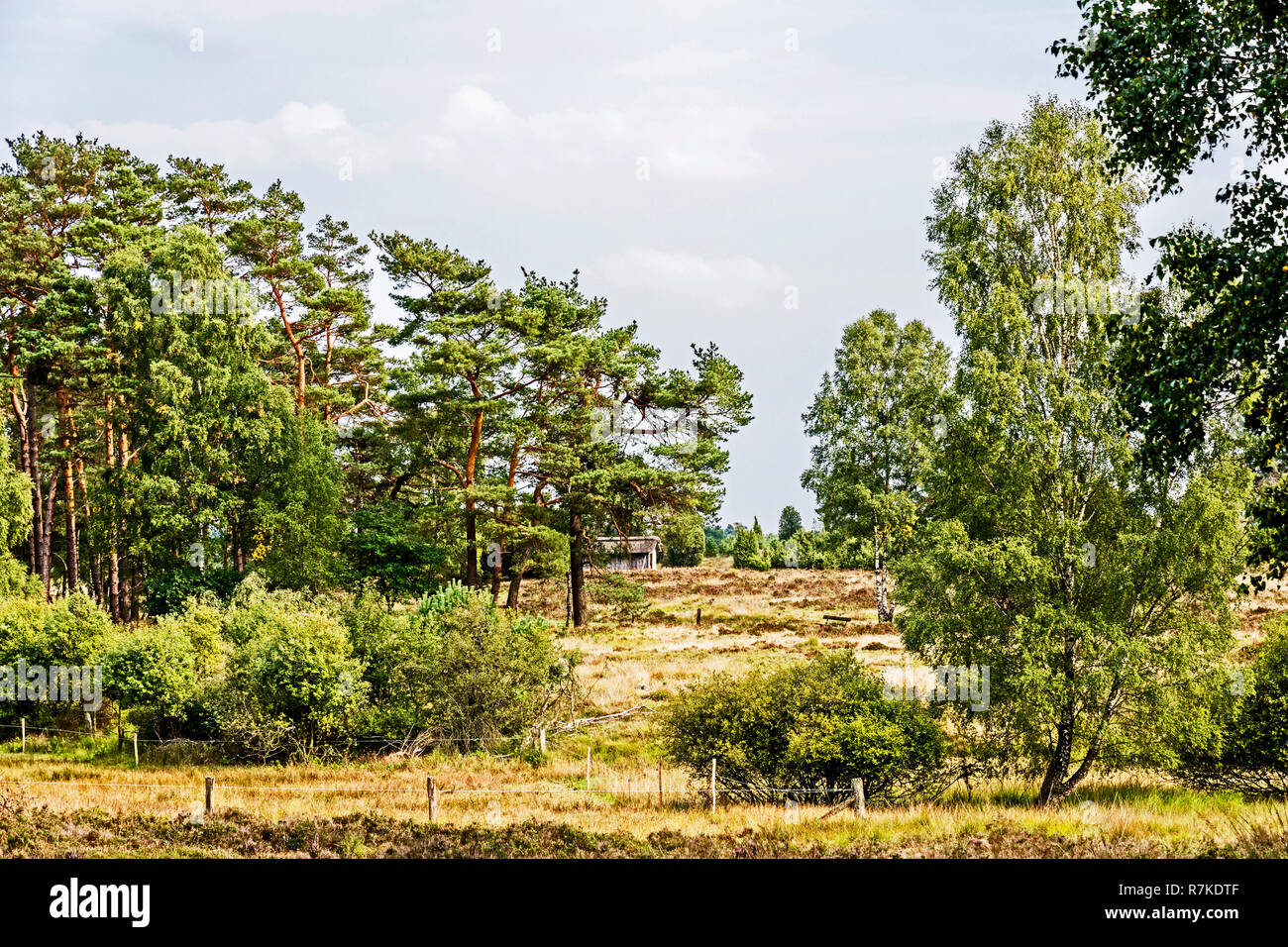 Lüneburger Heide (Niedersachsen), Lüneburger Heide (Niedersachsen) Stockfoto