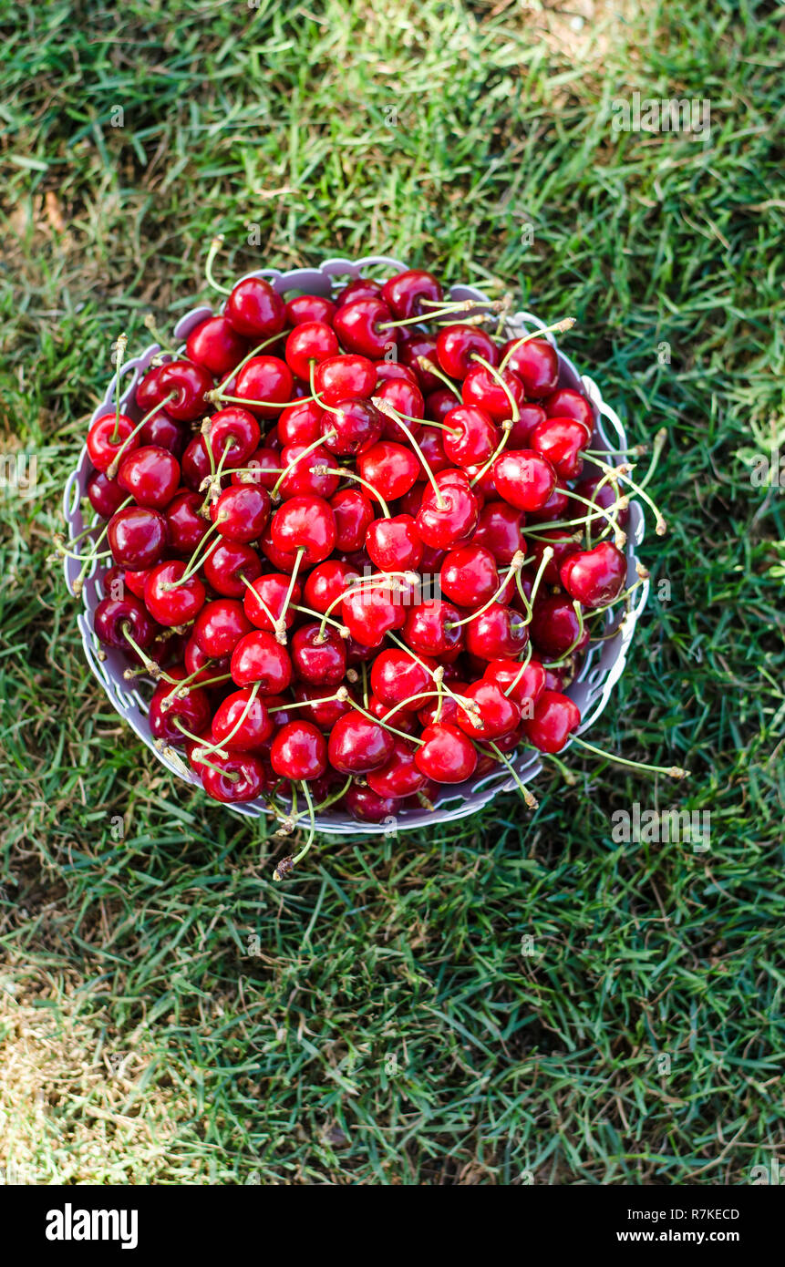 Reife rote Kirsche Obst im Korb auf grünem Gras Draufsicht Stockfoto