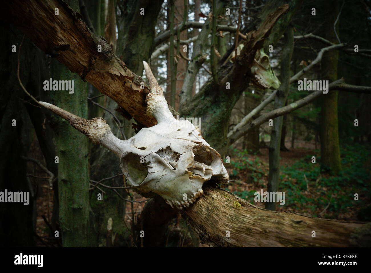 Ein Baum mit Hirsch Schädel in einem Sussex Wald eingerichtet Stockfoto