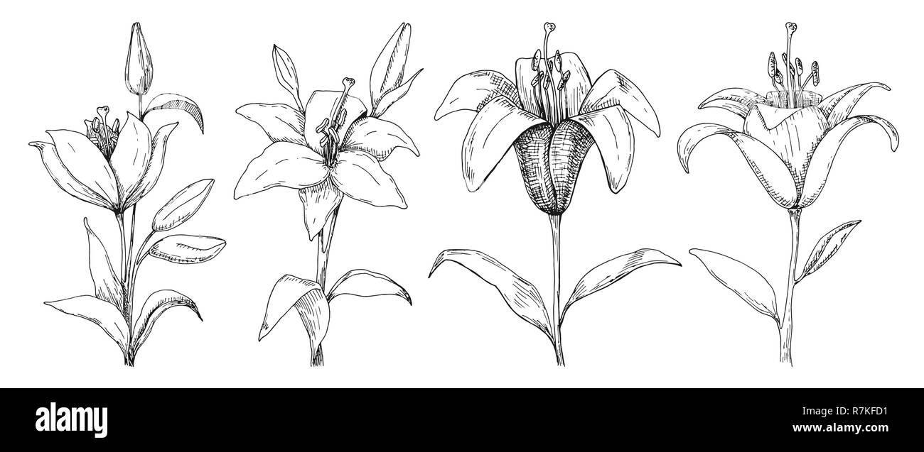 Skizze der Blumen. Lily isoliert auf weißem Hintergrund. Vector Illustration Stock Vektor