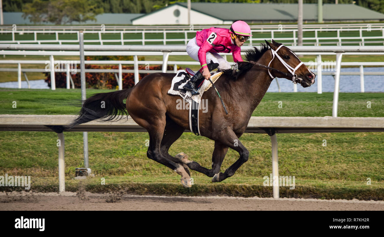 Dezember 8, 2018 - Hallandale Beach, Florida, USA - Dezember 8, 2018: #2 Mishegas und Irad Ortiz, Jr., an Bord für Puerto Rico, gewinnen die International Cup Einsätze (schwarz Art) während der Classic del Caribe bei Gulfstream Park am 8. Dezember 2018 in Hallandale Beach, FL. (Foto von Damon Belastung/Eclipse Sportswire/CSM) Stockfoto