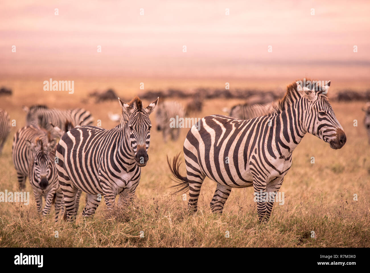 Herden Von Zebras In Der Afrikanischen Savanne Zebra Mit Muster Aus Schwarzen Und Weissen Streifen Wildlife Szene Aus Der Natur In Afrika Safari Im Nationalpark Ngoro Stockfotografie Alamy