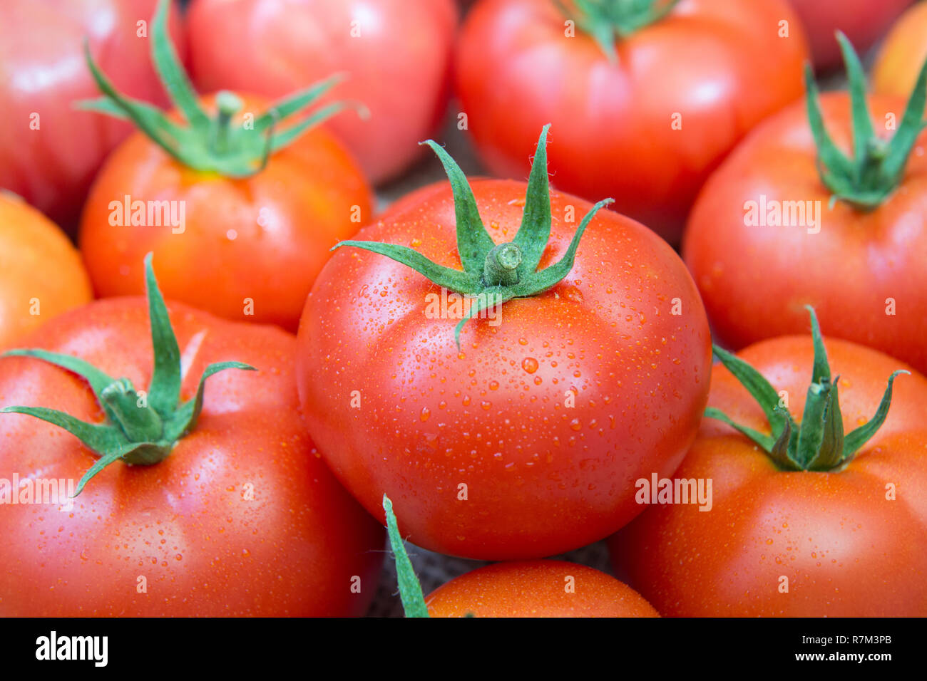 Reife Tomaten mit Wassertropfen Nahaufnahme Stockfoto
