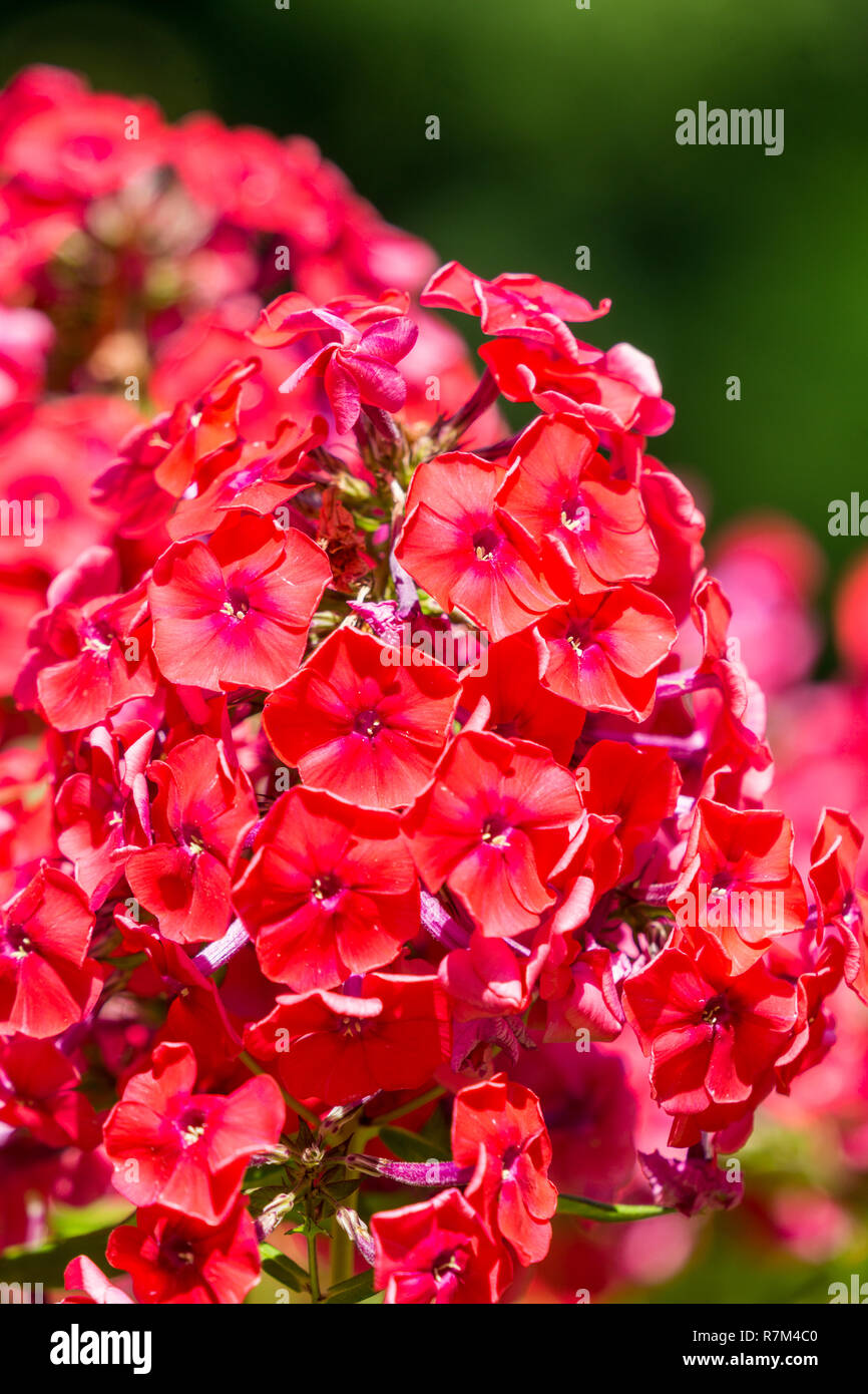 In der Nähe von schönen Roten mehrjährig Phlox Blumen. Stockfoto