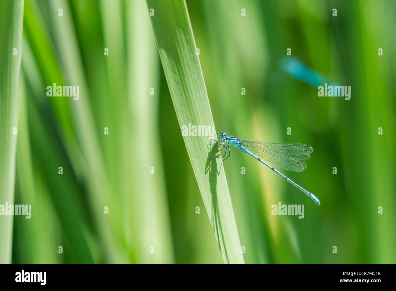 Clsoe - eine schöne blaue Libelle auf einem grünen Anlage am See. Stockfoto