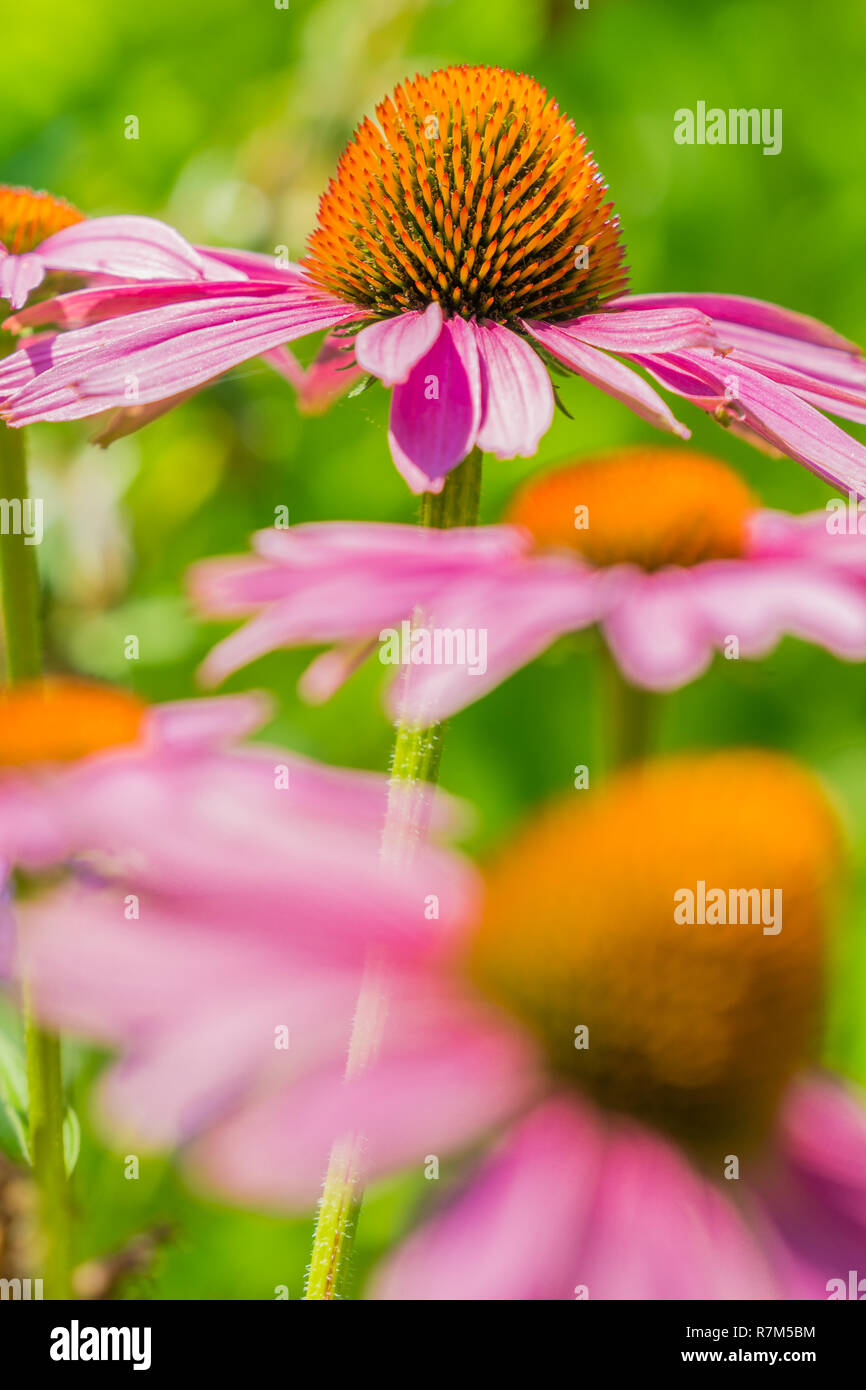 In der Nähe von schönen lila Coneflowers (Echinacea) auf einem grünen Hintergrund. Stockfoto