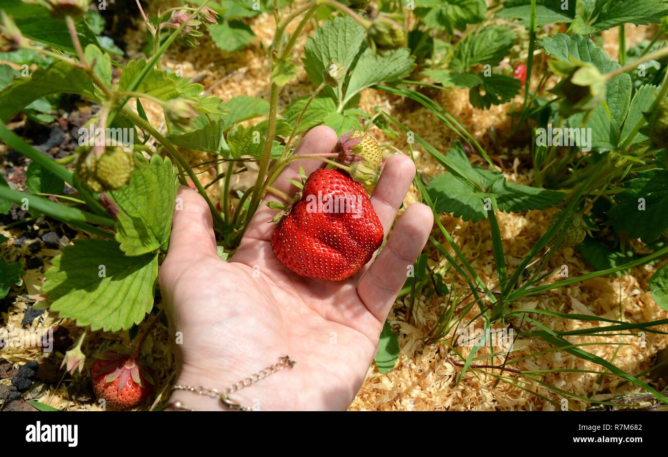 Sie ihre eigenen Früchte und Gemüse Permakultur weg Stockfoto