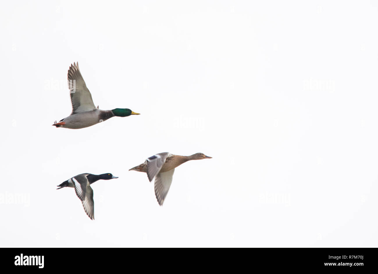 Enten fliegen Stockfoto