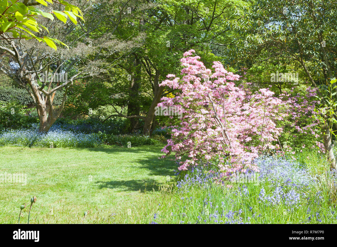 Gras weg durch Bluebells, vergiss Mich nicht Blumen in voller Blüte, auf einem sonnigen Englischer Garten, an einem sonnigen Frühlingstag. Stockfoto