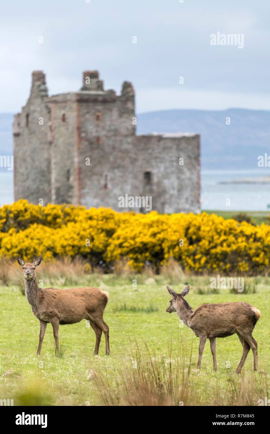 Vereinigtes Königreich, Schottland, North Ayrshire, Arran Insel, Rotwild (Cervus elaphus) und Lochranza Schloss im Hintergrund Stockfoto