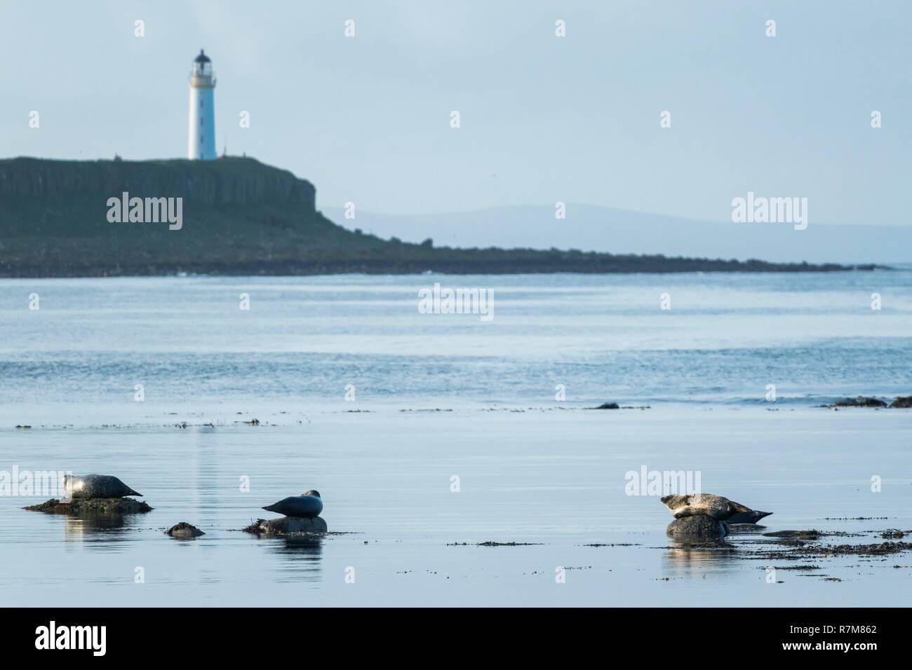 Vereinigtes Königreich, Schottland, North Ayrshire, Arran Insel, Kildonan, Dichtungen vor Pladda Insel Stockfoto