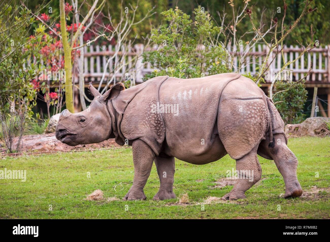 Frankreich, Sarthe, La Fleche, La Fleche Zoo, Öffnung im Gehäuse eines indischen Rhinozeros (Rhinoceros unicornis), während der Aktivität Keeper für einen Tag, offen für alle ab 8 Jahren, die es Ihnen ermöglicht, sich in die Schuhe eines Keeper zu setzen, darauf zu achten, von Tieren unter seinem supervisionotection Status, Übereinkommen von Washington (CITES Anhang I), IUCN-Status, bedroht, gefährdet (VU) Stockfoto