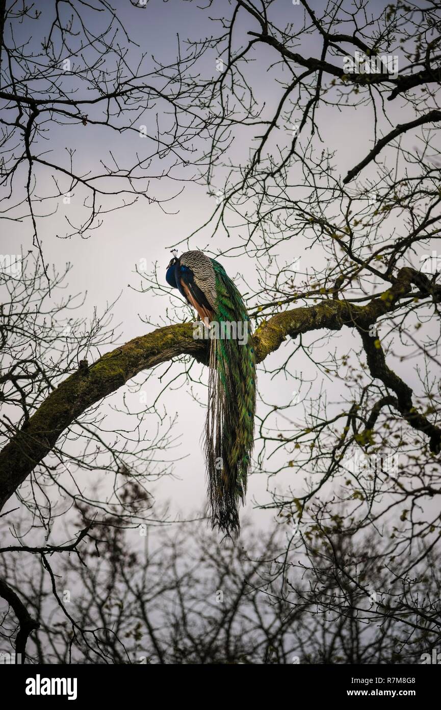 Frankreich, Sarthe, La Fleche, La Fleche Zoo, Blau peafow (Grus japonensis) in den Bäumen gehockt Stockfoto
