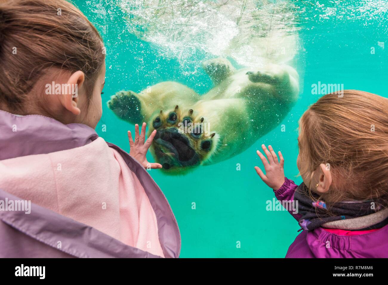 Frankreich, Sarthe, La Fleche, La Fleche Zoo, Familie Beobachtung von Taïko, männlich Eisbär (Ursus maritimus) Schwimmen in seinen basinotection Status, Übereinkommen von Washington (CITES Anhang II B), IUCN-Status, minimale Risiken, abhängig von Erhaltungsmaßnahmen (LR-cd) Stockfoto