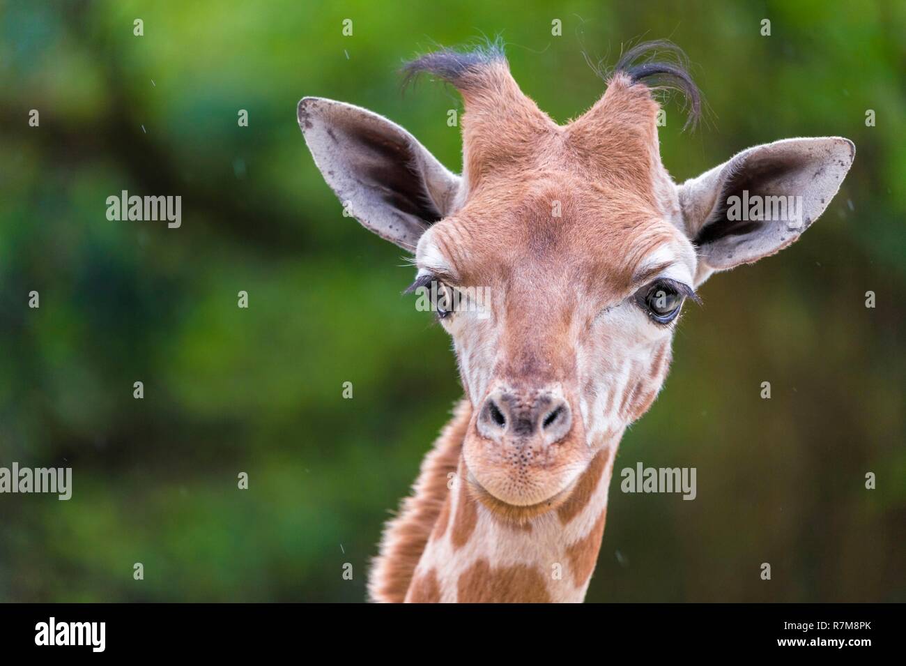 Frankreich, Sarthe, La Fleche, La Fleche Zoo, Giraffen füttern während der Aktivität Keeper für einen Tag, offen für alle ab 8 Jahren, die es Ihnen ermöglicht, sich in die Schuhe eines Keeper zu setzen, darauf zu achten, von Tieren, die unter seiner Aufsicht, IUCN, minimale Risiken, abhängig von Erhaltungsmaßnahmen (LR-cd) Stockfoto