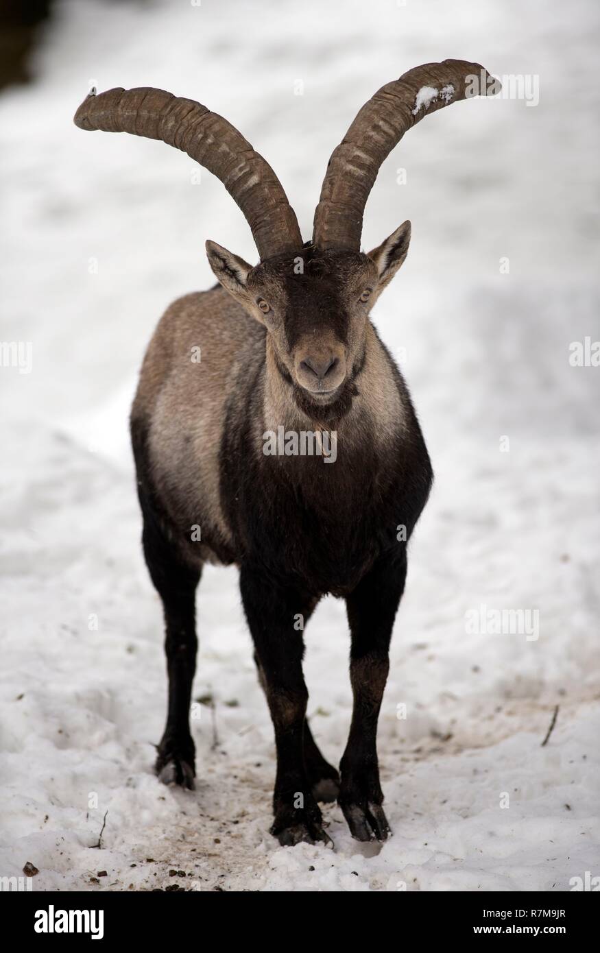 Pyrenäen im Schnee Steinböcke (Capra Pyrenaica), Spanien Stockfoto