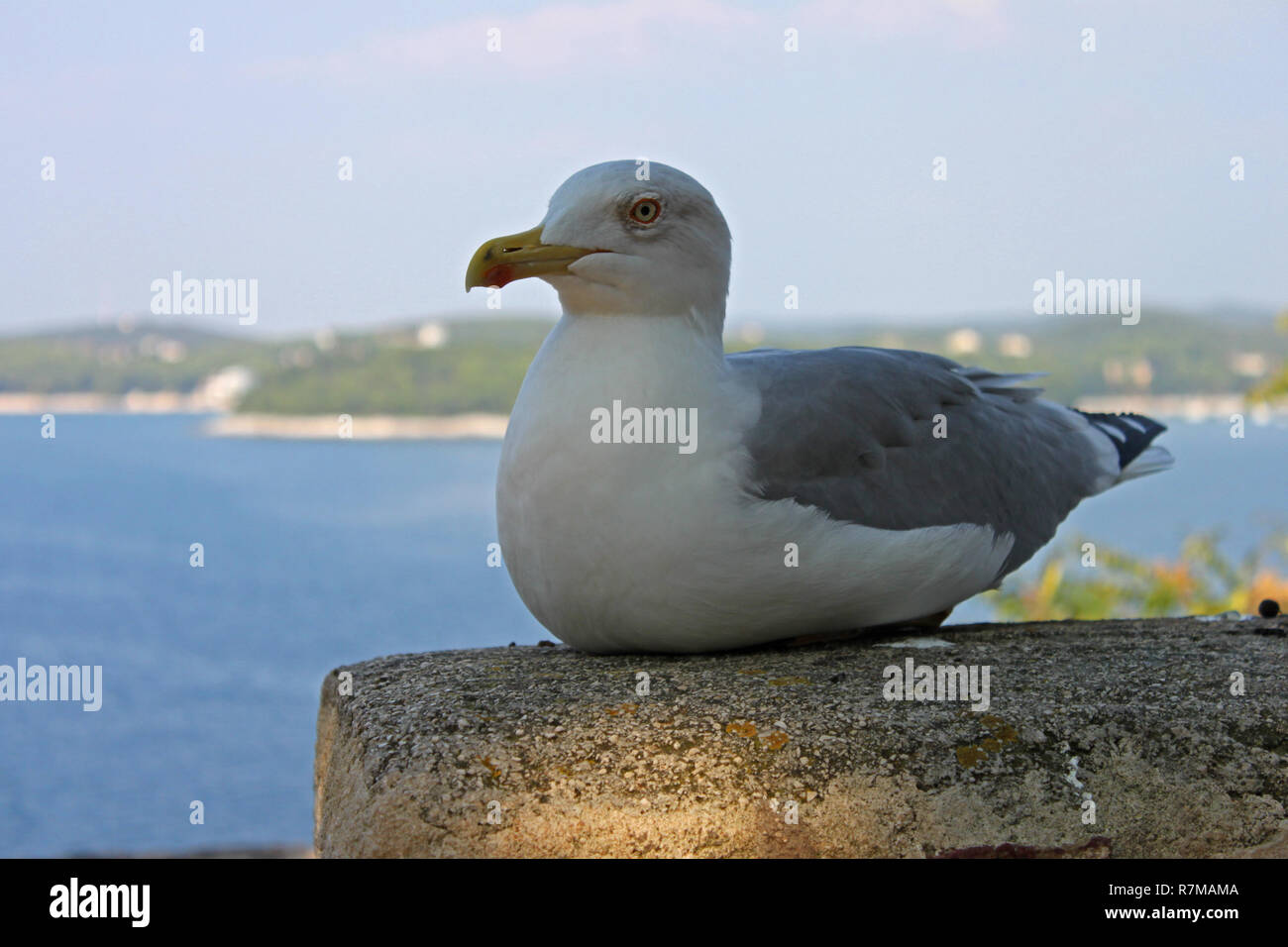 Gelbe legged Gull (Larus michahellis) Mittelmeer Gull. Stockfoto