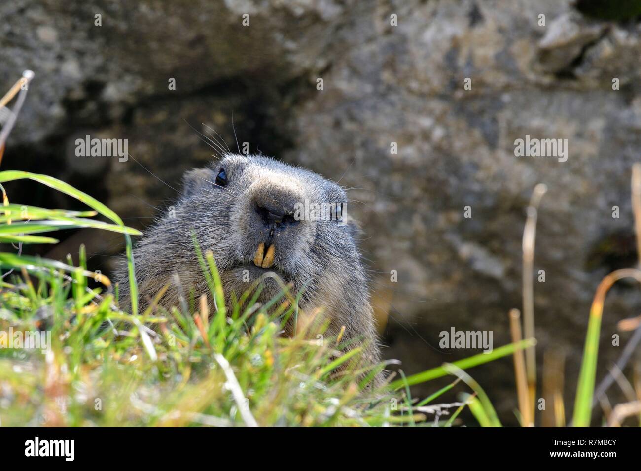 Schweiz, Jura, Kanton Neuenburg, massiv Chasseral, Marmot im Herbst Stockfoto