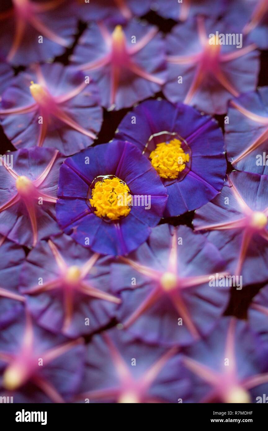 Indien, Kerala State, Kochi, Atmosphäre in thé Wassertanks Stockfoto