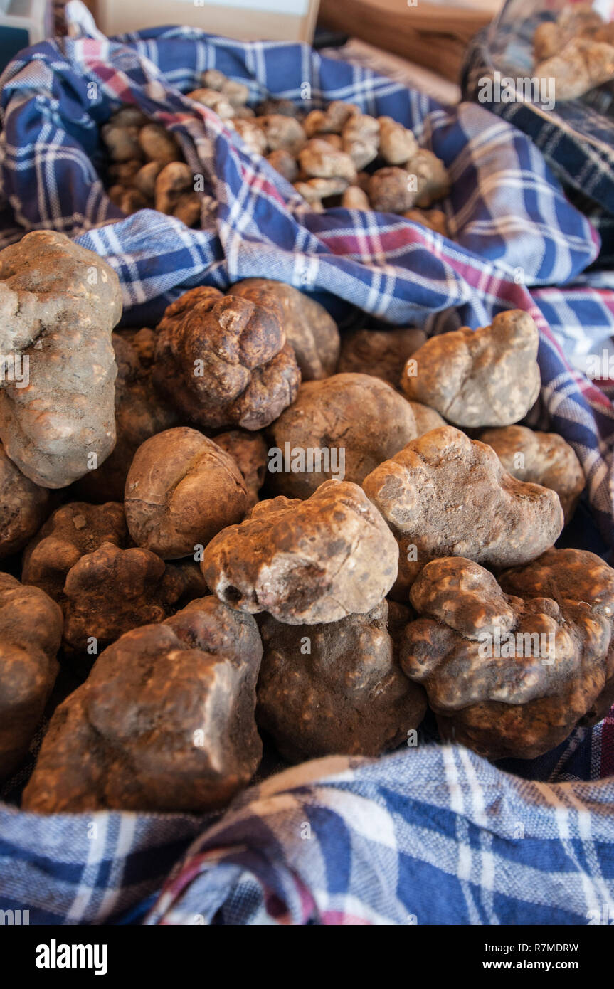 Weiße Trüffel. Tuber Magnatum Pico, in den heimischen Wäldern und zum Verkauf im November Messe gesammelt Stockfoto