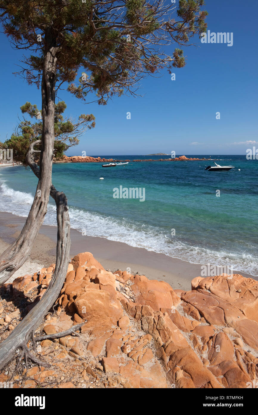 Die typischen roten Felsen und türkisem Wasser von Palombaggia Strand auf der Insel Korsika. Stockfoto