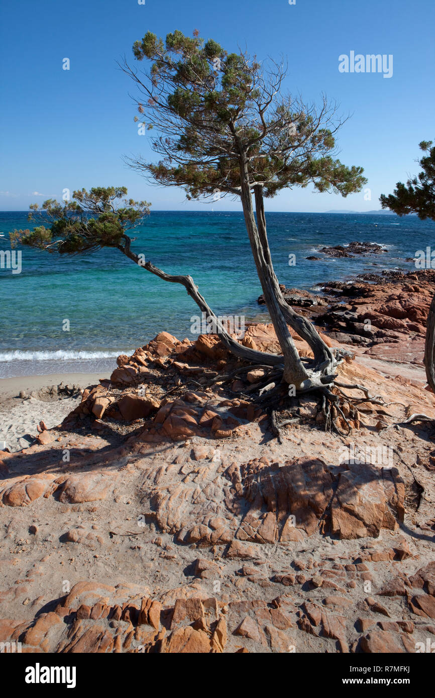 Die typischen roten Felsen von Palombaggia Strand auf der Insel Korsika. Stockfoto
