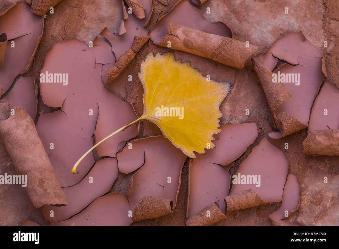 Gefallenen Fremont Cottonwood, Populus fremontii, Blatt auf Rissbildung Schlamm nach einer flutartigen Überschwemmung in der Nähe von Moon House Ruin auf Cedar Mesa, einst Teil der Bären Ohren Nat Stockfoto