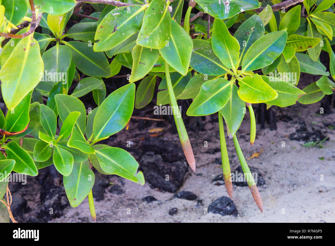 Rote Mangrove (Rhizophora mangle), Genovesa Island, Galapagos, Ecuador Stockfoto