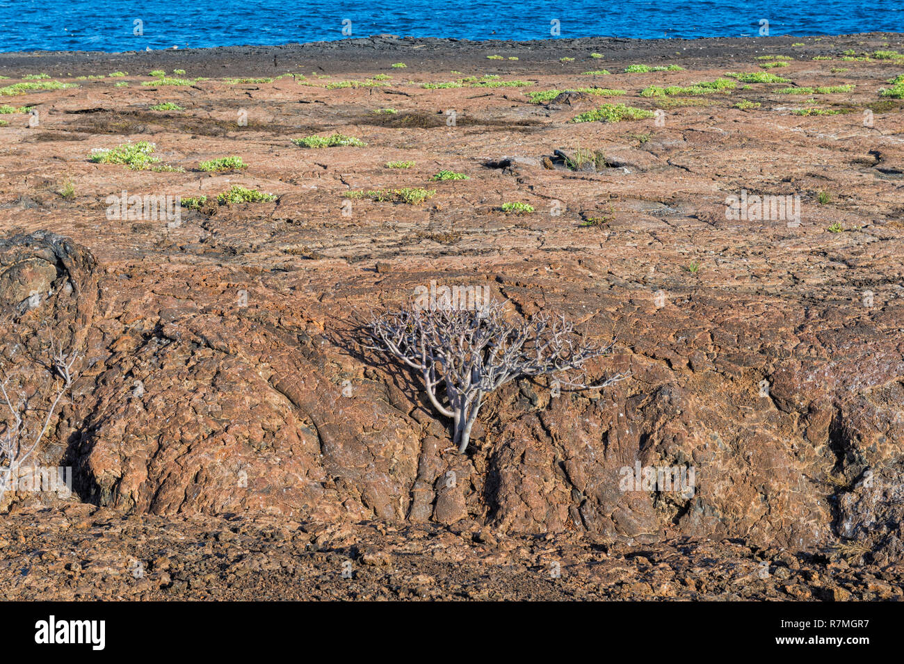 Felsige Landschaft, Genovesa Island, Galapagos, Ecuador Stockfoto