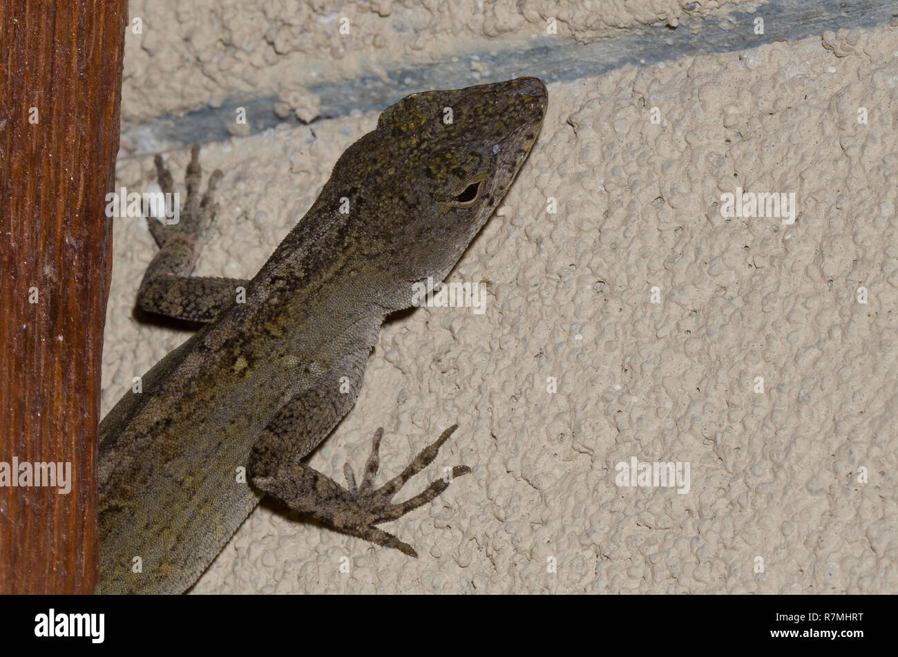 Braun, Anole Anolis sagrei, auf den Aufbau Stockfoto