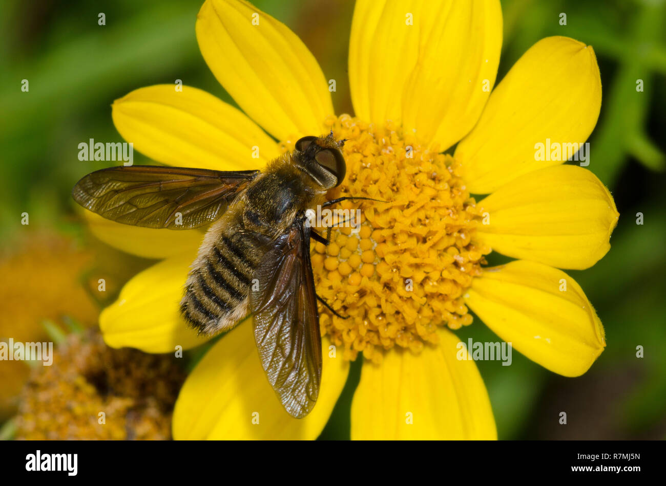 Bienen fliegen, Poecilanthrax Luzifer, auf Skeleton-Leaf Goldeneye, Viguiera stenoloba Stockfoto
