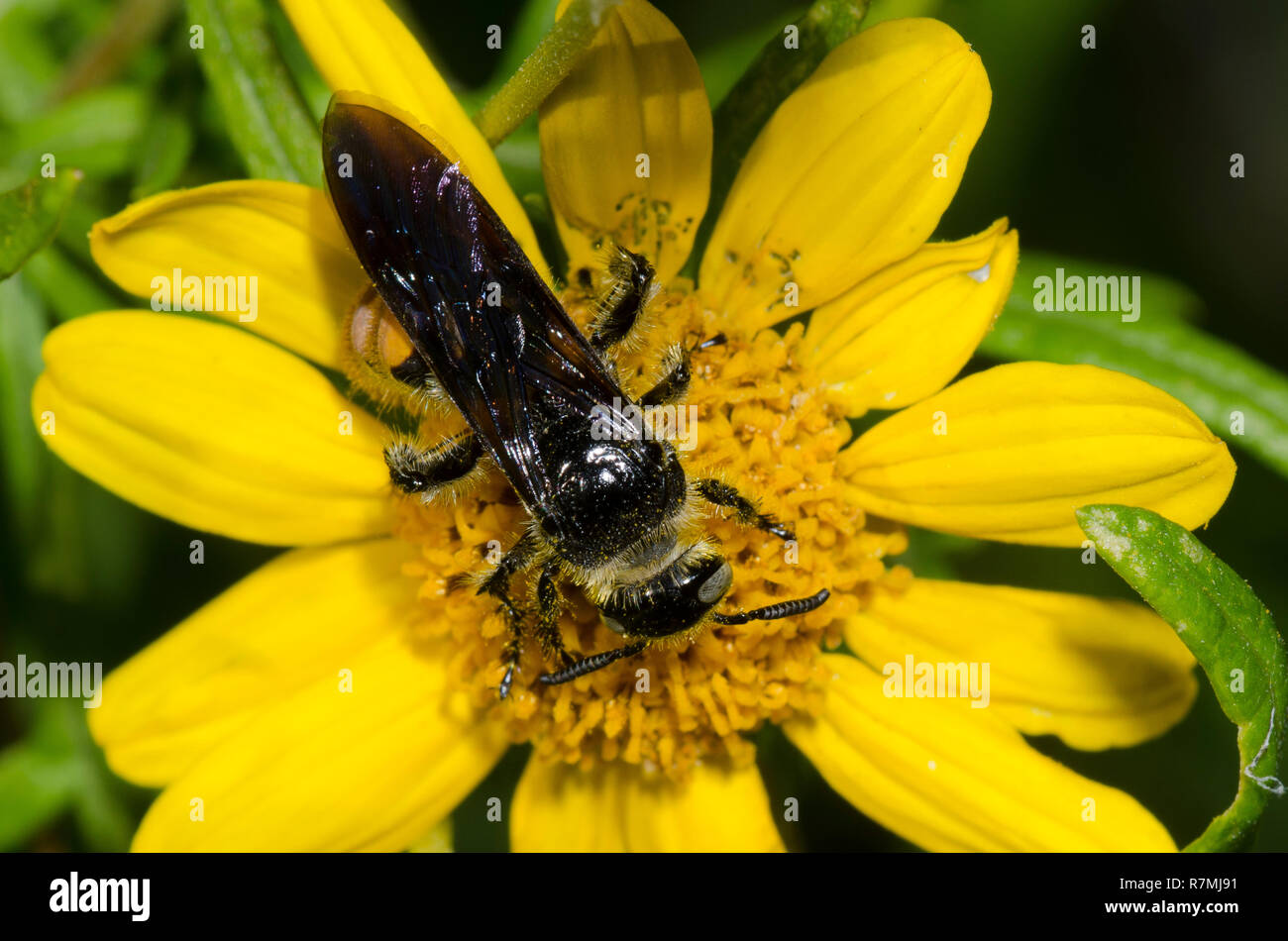 Scoliid Wasp, Campsomeris tolteca, auf Skeleton-Leaf Goldeneye, Viguiera stenoloba Stockfoto