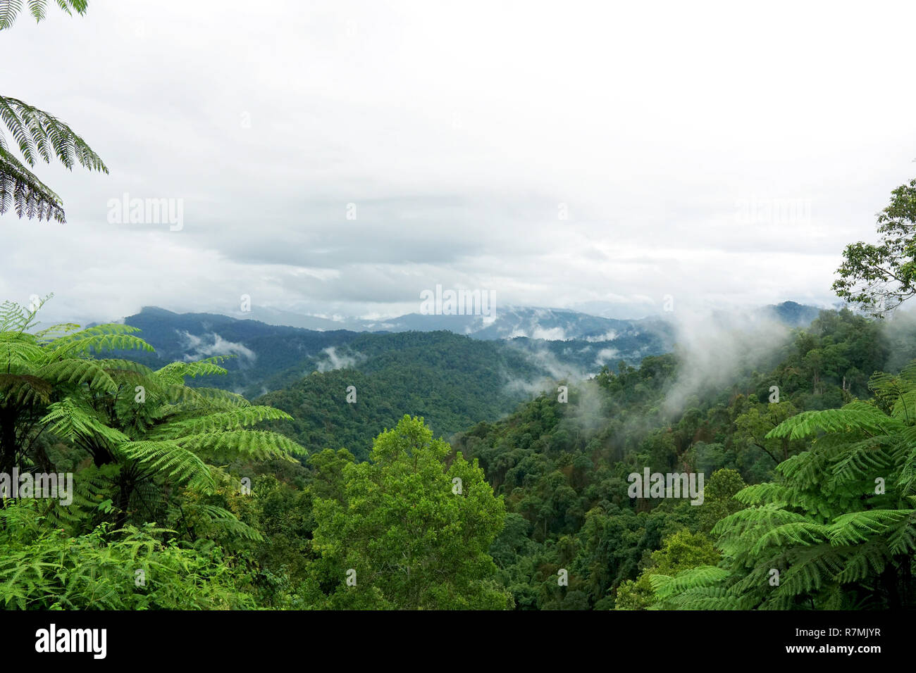 Tropische Gebirgsstrecke anzeigen. Blick auf den ziehenden Wolken und Nebel über Titiwangsa Mountain Range. Angesichts der hohen Luftfeuchtigkeit Dschungel Regenwald an der Königlichen werden Stockfoto