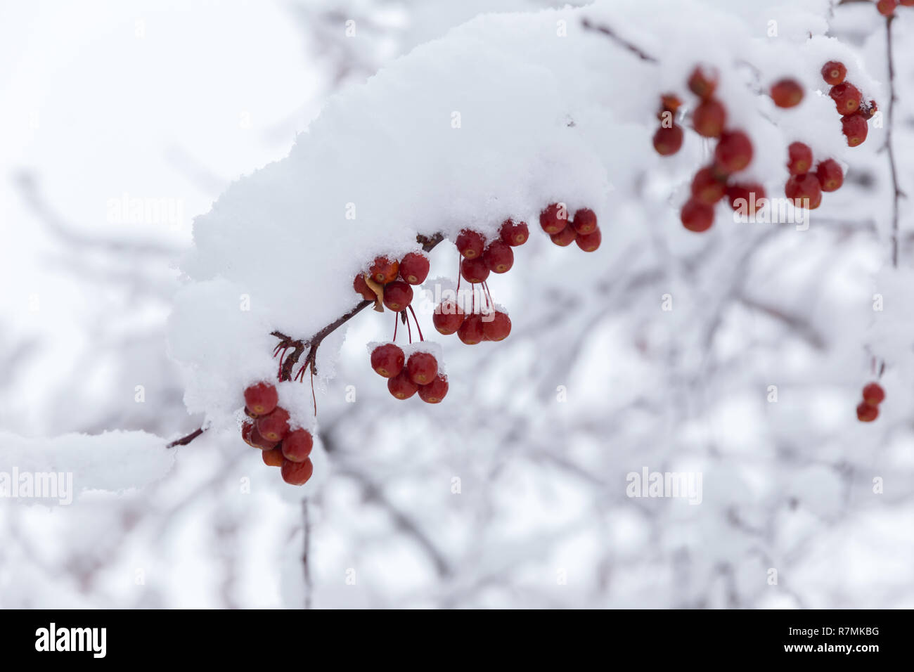 Leuchtend rote Beeren oder Früchte auf Zweige eines Baumes mit weißem Schnee. Stockfoto